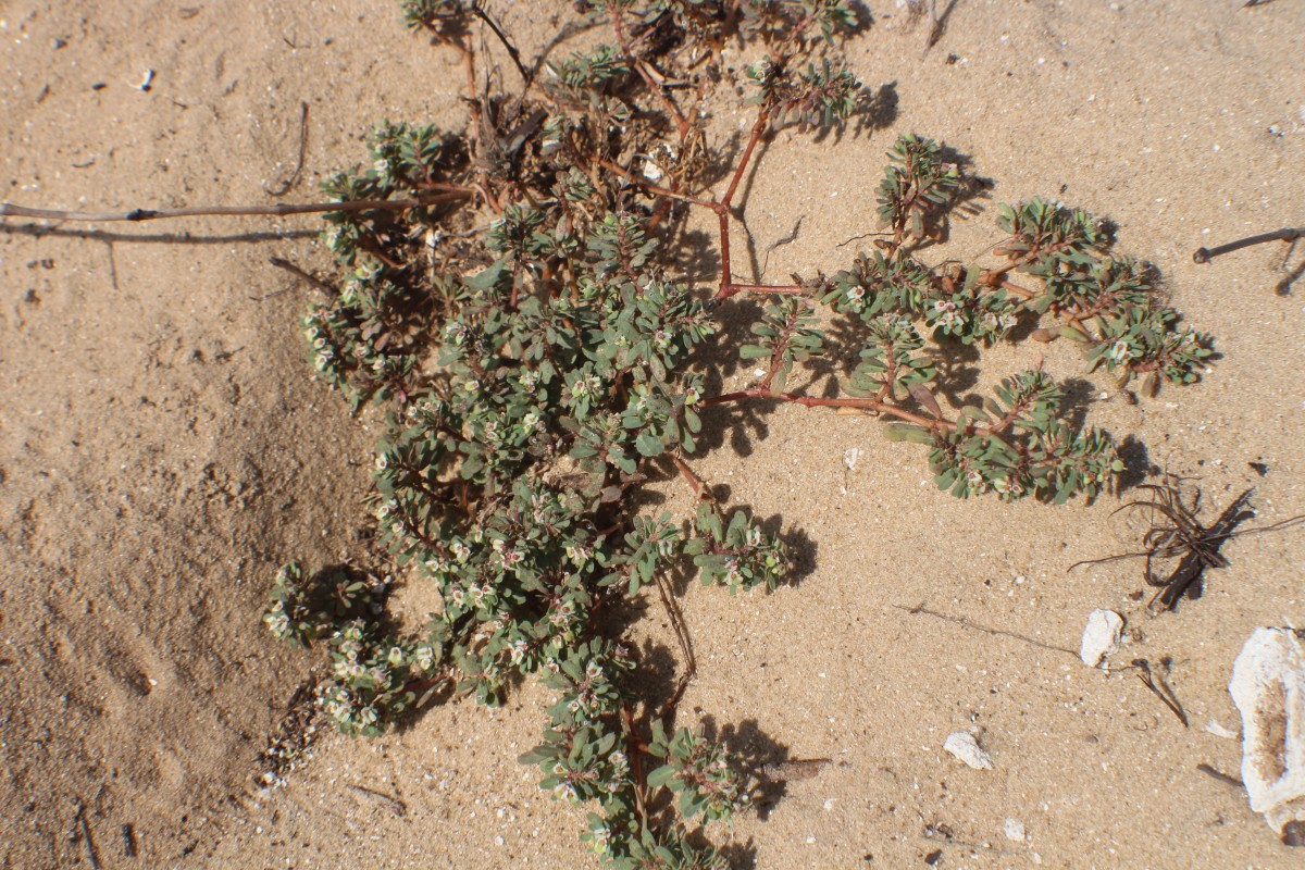 Euphorbia indica Lam.
